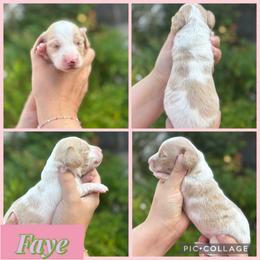 Faye - Piebald female Dachshund puppy in Wichita Falls, Texas from Long Dogs in The Falls