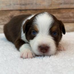 Victoria - Red tri female Miniature Australian Shepherd puppy in Midway, Texas from L Bar W Aussie Ranch