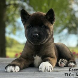 Reeces - Brown, black overlay male Akita puppy in Chillicothe, Missouri from TLC Akitas