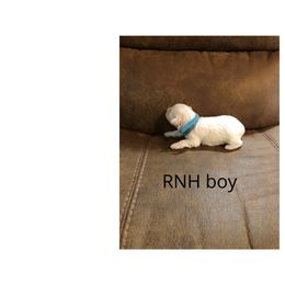 Miniature Schnauzer Puppies from RNH Schnauzers