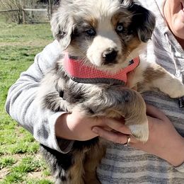 Australian Shepherd and French Bulldog Puppies from Skinner Hill Farm
