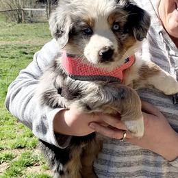 Australian Shepherd and French Bulldog Puppies from Skinner Hill Farm