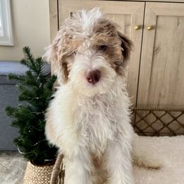 Glinda - female Australian Mountain Doodle puppy in Culpeper, Virginia from Hazel River Doodles