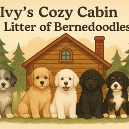 Bernedoodle puppies from Schweers Goldens and Doodles
