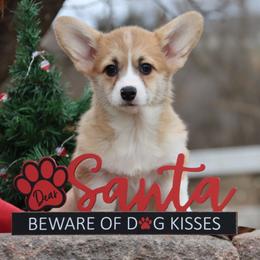 Yola - Red female Pembroke Welsh Corgi puppy in Pollock, Missouri from Northstar