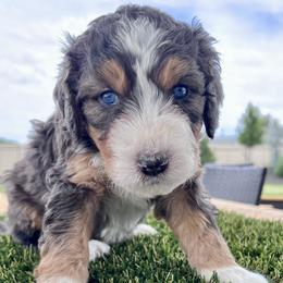 Bernedoodle puppies from Ember Skies Doodles