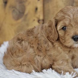 Cavapoos from Squaw Peak Puppies