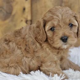 Cavapoos from Squaw Peak Puppies