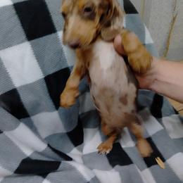 Dachshund Puppies from Small Paws Kennel