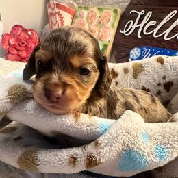 Uno - Dapple male Dachshund puppy in Hensley, Arkansas from The Dachshund Barn
