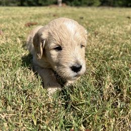 Teal - Cream female Goldendoodle puppy in Winston, Georgia from Grandview Goldendoodles