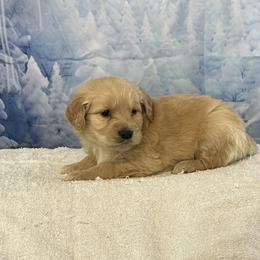 Goose - Apricot male Goldendoodle puppy in Owenton, Kentucky from Elagant Acres