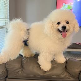 Romeo - Bichon Frise