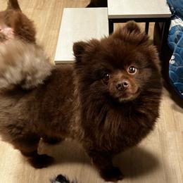 Bentley Whelan - Pomeranian