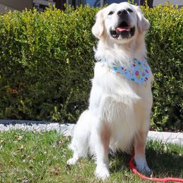 Duke - Golden Retriever