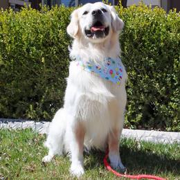 Duke - Golden Retriever