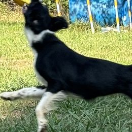 Shetland Sheepdogs from Romestar Shelties