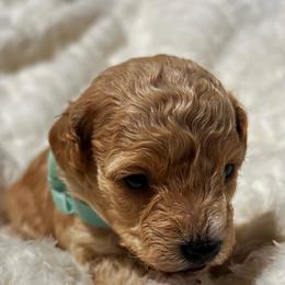 Poodle and Shih Tzu Puppies from Amarilys ShihTzus & Poodles