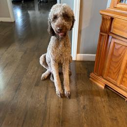 Daisy - Goldendoodle