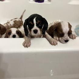 Cavalier King Charles Spaniel Puppies from SHANNON'S CAVALIERS