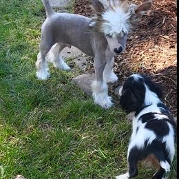 Chinese Crested Puppies from Zion"s Chinese Cresteds