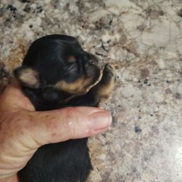 Petey - Black and tan male Brussels Griffon puppy in Nc, Florida from Brusseluv2