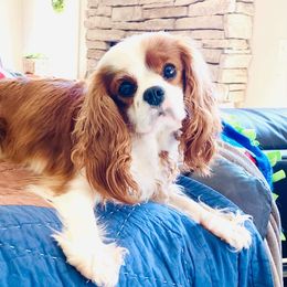 Cavalier King Charles Spaniel Puppies from Bella Fleur Cavaliers