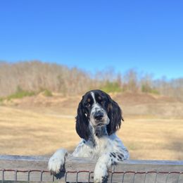 Cersei - English Springer Spaniel