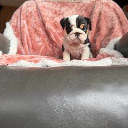 18 line champion Perfect Sadie - Black tri-color female Bulldog puppy in Seattle, Washington from mama Myra bulldogs