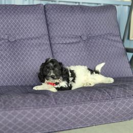 F1B Meet Nico :) - Black and white male Cavapoo puppy in Centerville, Iowa from Barnyard Dachshunds, Dals & Doodles