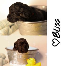 Double Doodle, Goldendoodle, and Sheepadoodle Puppies from Shaw Spring's Canines