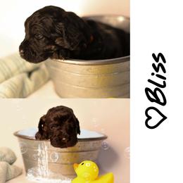 Double Doodle, Goldendoodle, and Sheepadoodle Puppies from Shaw Spring's Canines