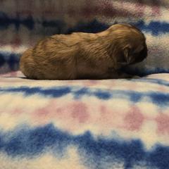 Mal-Shi, Maltipoo, and Poodle Puppies from Collier's Canines