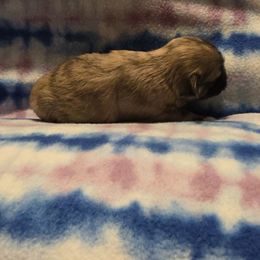 Mal-Shi, Maltipoo, and Poodle Puppies from Collier's Canines