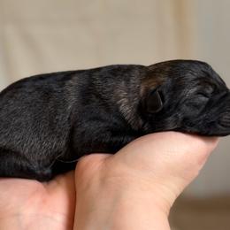Boy 1 - Sable male German Shepherd puppy in Ashland, Alabama from CzechDDR