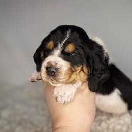 Flynn - Black brown and white male Basset Hound puppy in Mack's Creek, Missouri from Mack's Creek Basset Hounds