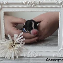 Cheery-o - Black and tan male Pembroke Welsh Corgi puppy in Citrus Heights, California from The Joy of Corgis
