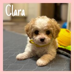 Cavachon Puppies from Designer Mountain Mutts