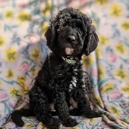 Ginny - Black female Sheepadoodle puppy in Austin, Texas from Darling Doodles