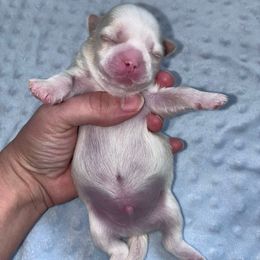 Boy 2 - White male Companion Cross puppy in Kettering, Ohio from The Ruff Life Tribe