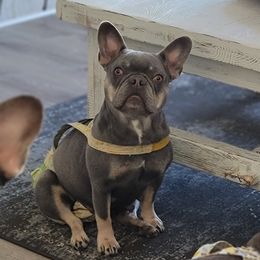 River - French Bulldog