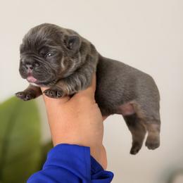 French Bulldog Puppies from Infinity French Bulldogs