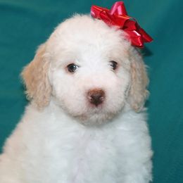 Tiny Tim - Yellow and white male Bernedoodle puppy in Burtchville, Michigan from Sparling's Doodles