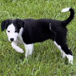 Sigrún - Black and white female Border Collie puppy in New Bern, North Carolina from New Bern Border Collies