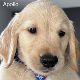 Apollo - Golden male Golden Retriever puppy in Vail, Arizona from Retrievers Gold AZ