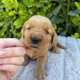 Pink Collar Girl - Golden female Golden Retriever puppy in Salt Lake City, Utah from Deseret Peak Goldens