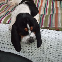 Basset Hounds from Haus's Hound Town
