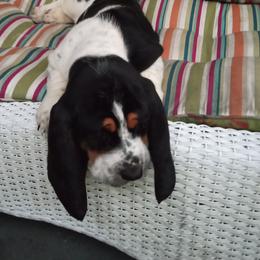 Basset Hounds from Haus's Hound Town