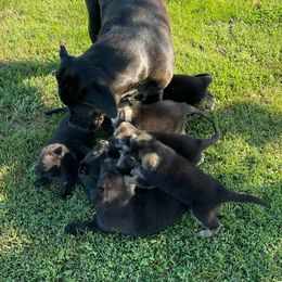 German Shepherds from Lisa Woosley's German Shepherds