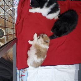 Pomeranian Puppies from Argetsinger Poms